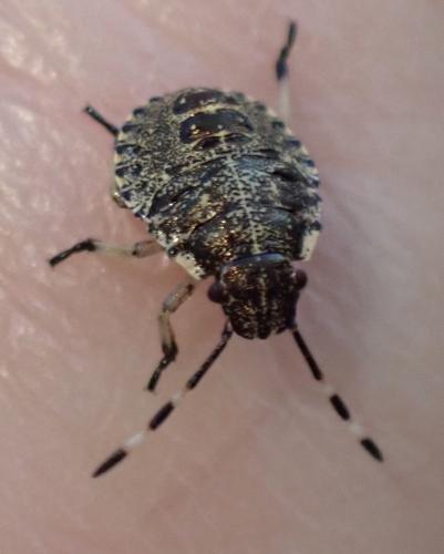 Réf. 355 184 : Rhaphigaster nebulosa